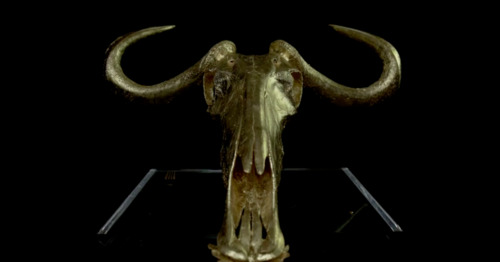 Wildebeest