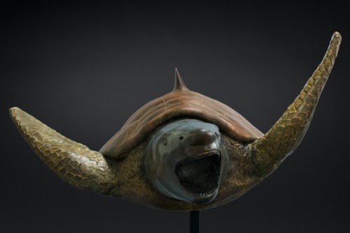 Tortue- requin