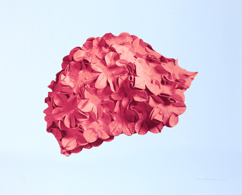Pink cap on blue background, 2015