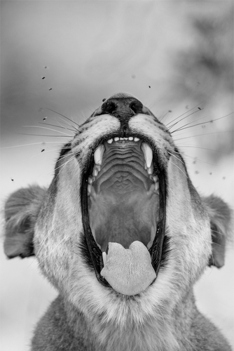 Tooth and Nail (African Lion, Okavango Delta, Botswana), 2018 (M)