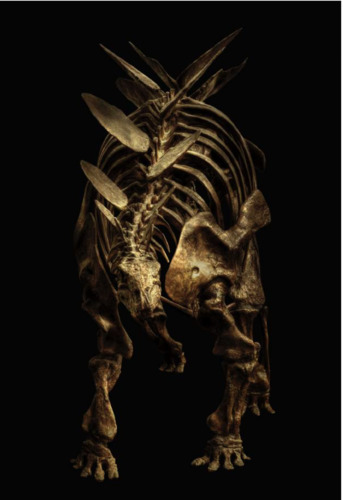 Stegosaurus